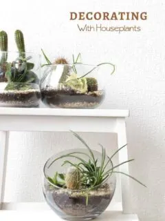 How to decorate with plants