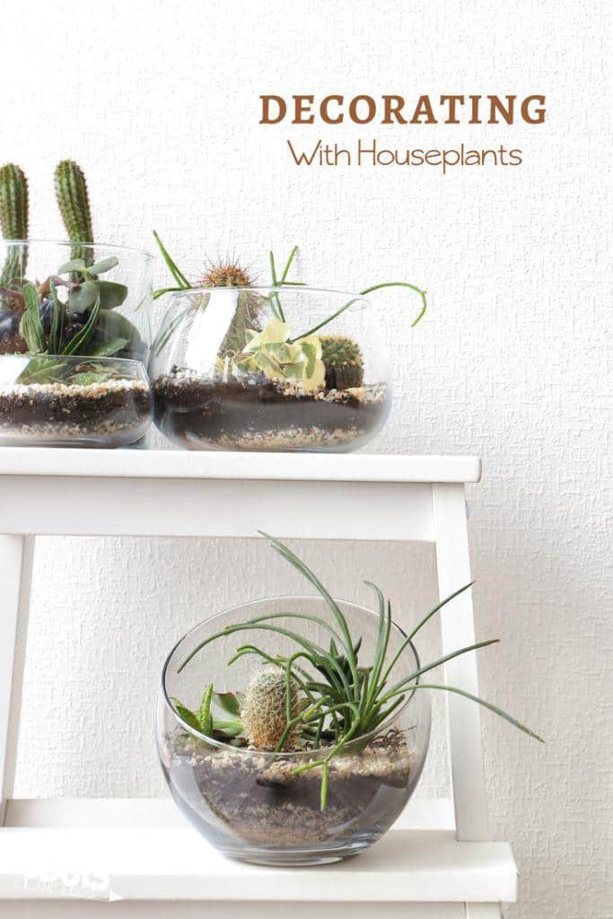 How to decorate with plants