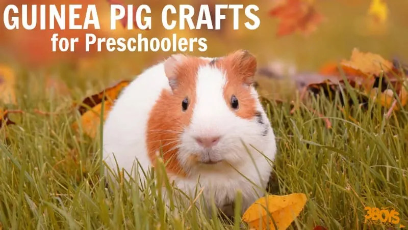 Guinea Pig Crafts for Preschoolers to Make