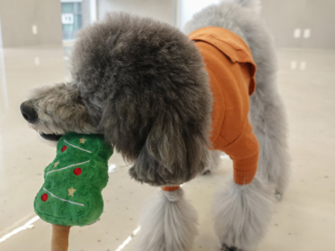 Image for Christmas Tree Dog Toy