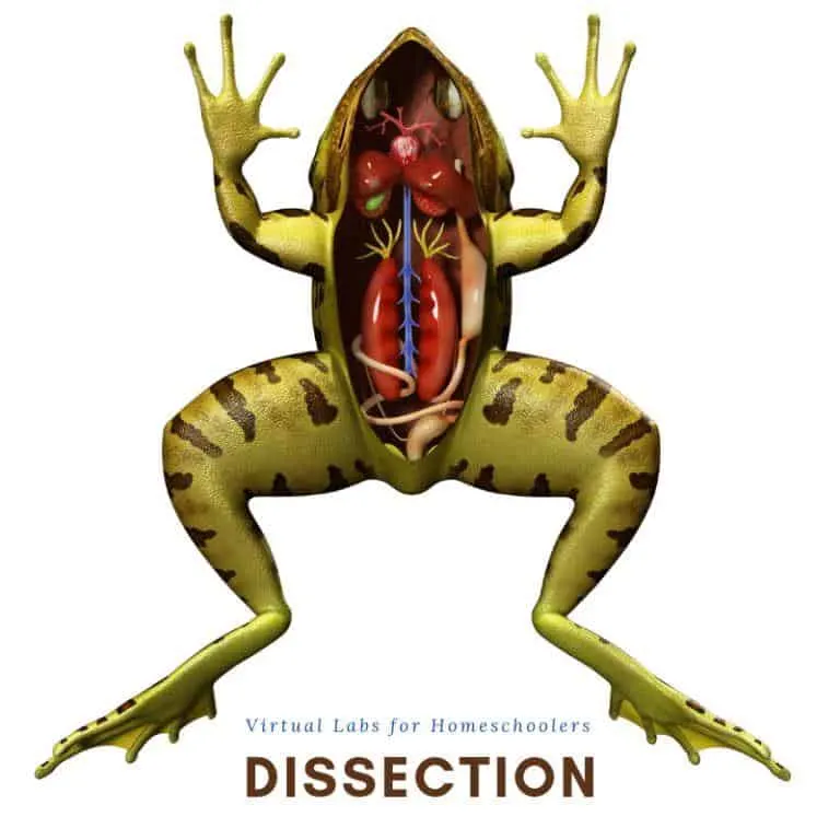 dissection virtual science labs