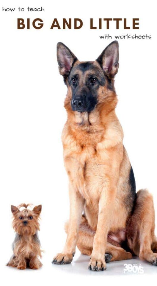 Big and Little Worksheets