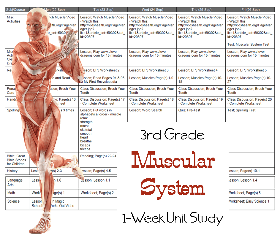 Muscular System Lesson Plans
