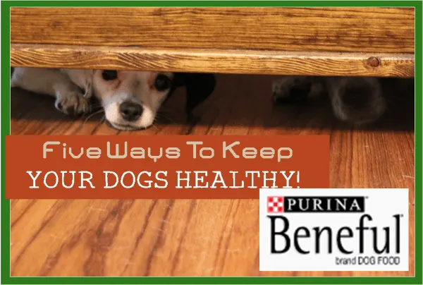 5 Ways to Keep Your Dogs Healthy