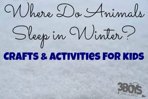 Where Do Animals Sleep in the Winter Crafts and Activities