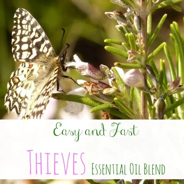 This thieves essential oil recipe mixes the best mix of antibacterial, antiviral, and anti-fungal oils that have a sweet, pleasant scent tat the whole family will love!