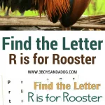 R is for Rooster homeschooling freebies