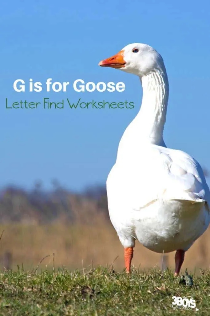 g is for goose letter find worksheets