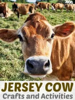 Jersey Cow Crafts and Activities