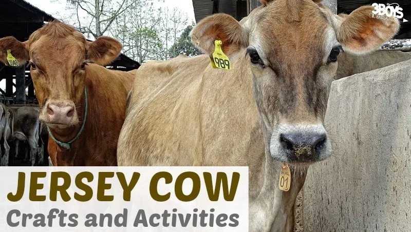 Jersey Cow Crafts and Activities for Kids