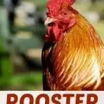 Rooster Crafts and Activities