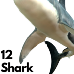 must have shark themed fun and educational gifts for boys