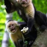 c is for capuchin letter find worksheets