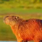 c is for capybara letter find worksheets