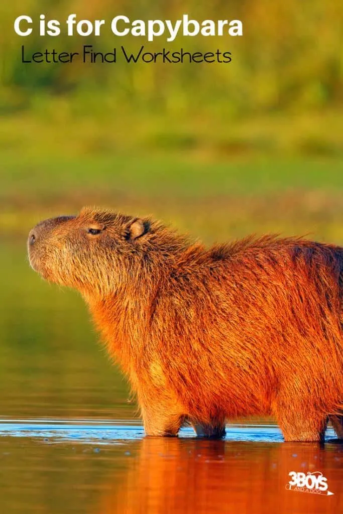 c is for capybara letter find worksheets