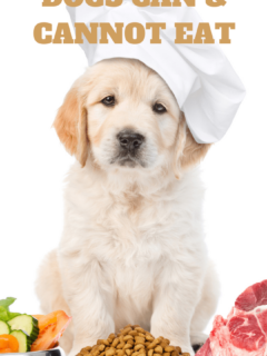 what human foods can my dog eat