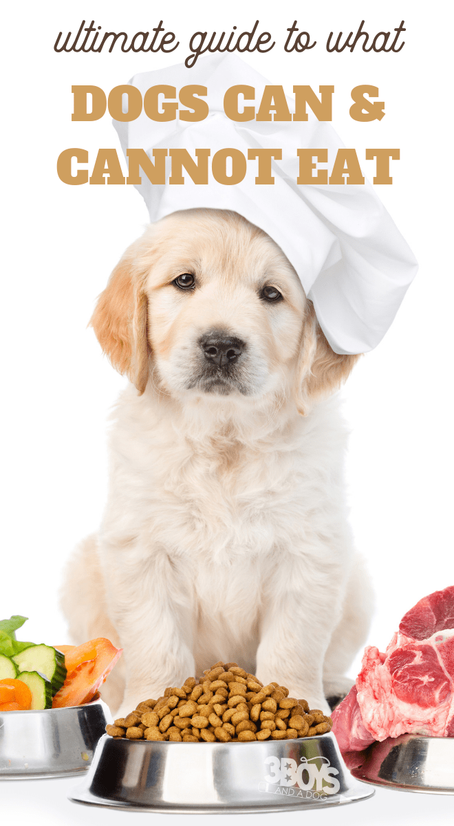 what human foods can my dog eat