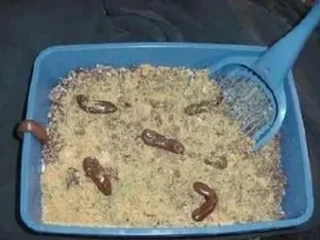 Image for Kitty Litter Cake