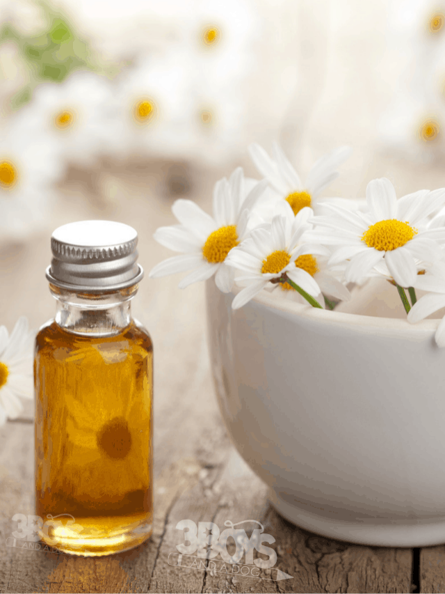 The Guide to Understanding Chamomile Essential Oils Story