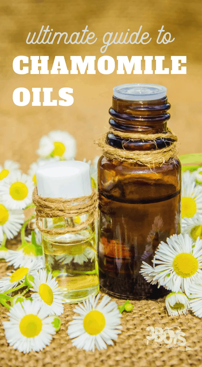 chamomile oils guide including differences between roman and german