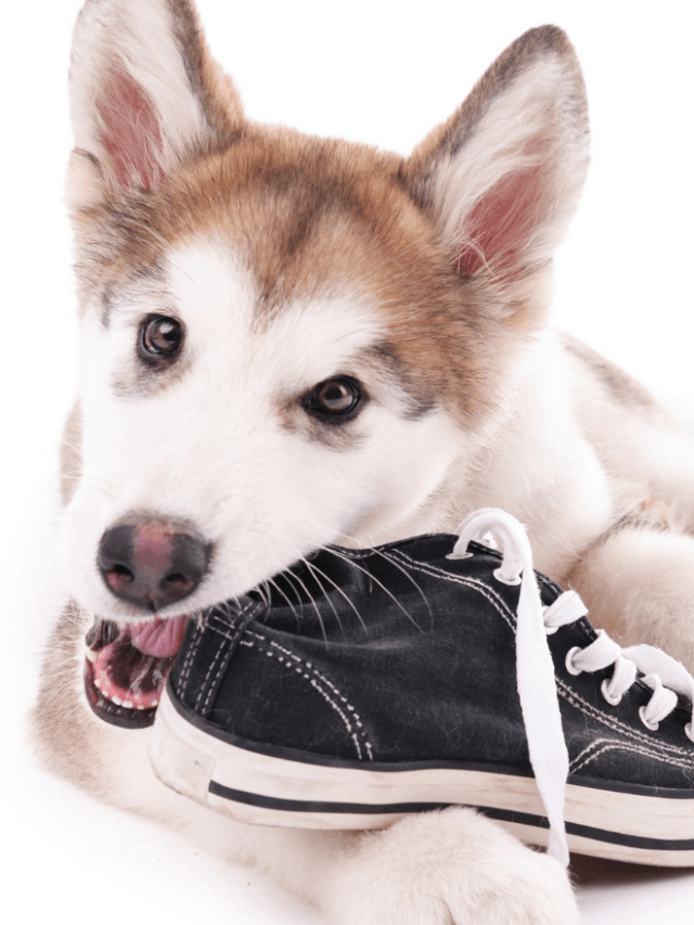 How to Stop Dog Chewing Behavior Story
