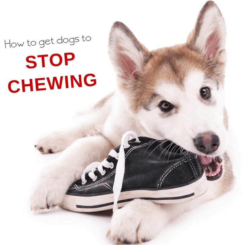 how to stop dog chewing behavior