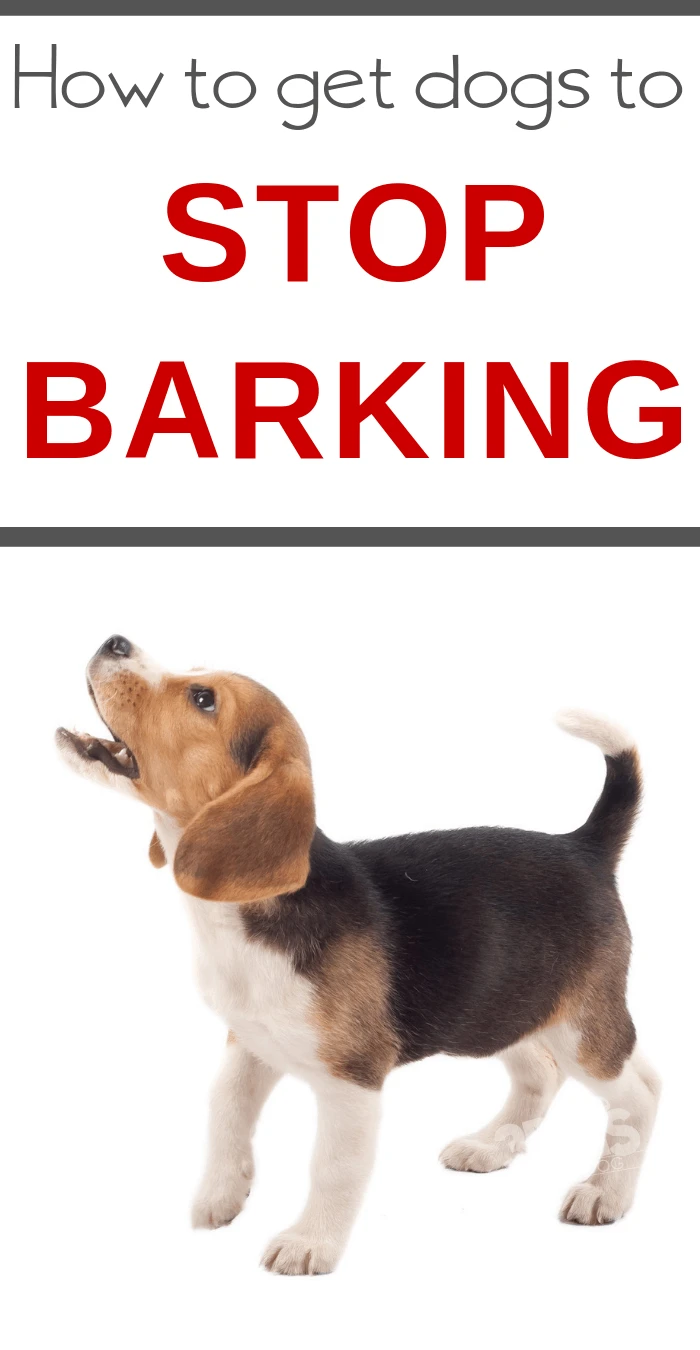how to stop your dogs from constantly barking