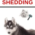 how to stop your dogs from constantly shedding