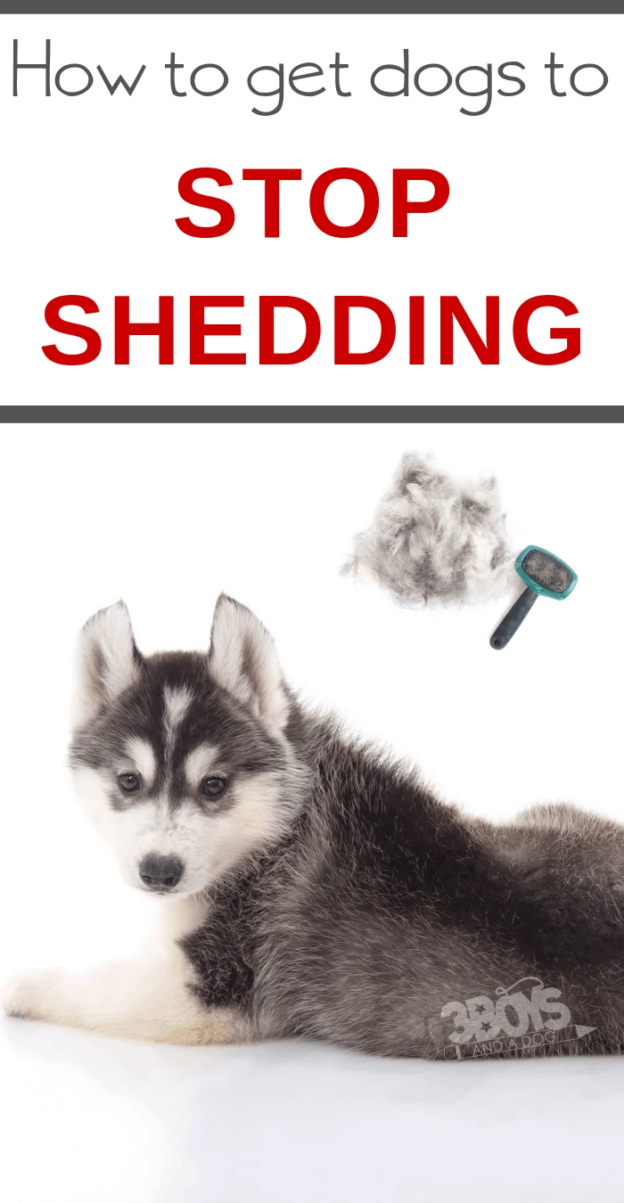 how to stop your dogs from constantly shedding