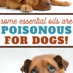 which essential oils are safe to be used around your doggo