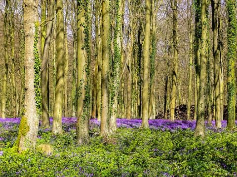 Image for UK Forestry Field Trip