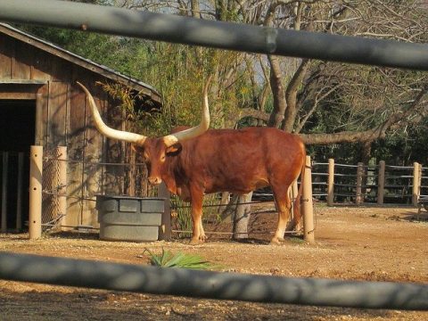 Image for The Houston Zoo from Home