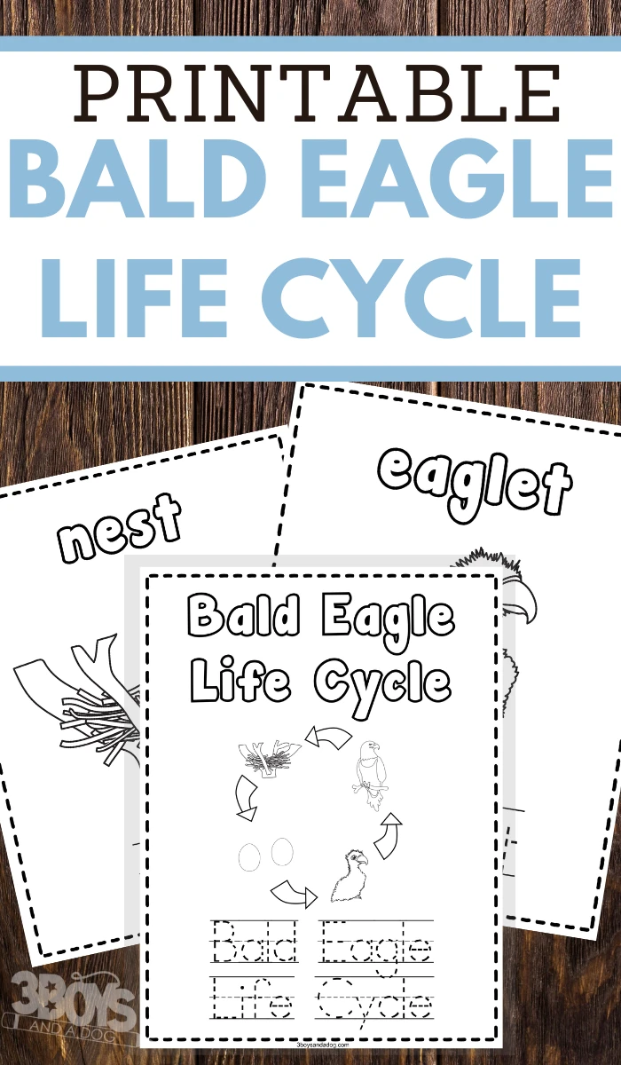 preschoolers bald eagle life cycle coloring and handwriting worksheets