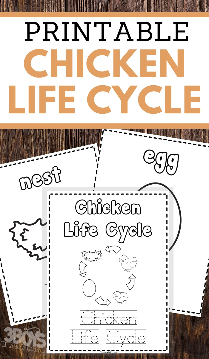 preschoolers chicken life cycle coloring and handwriting worksheets