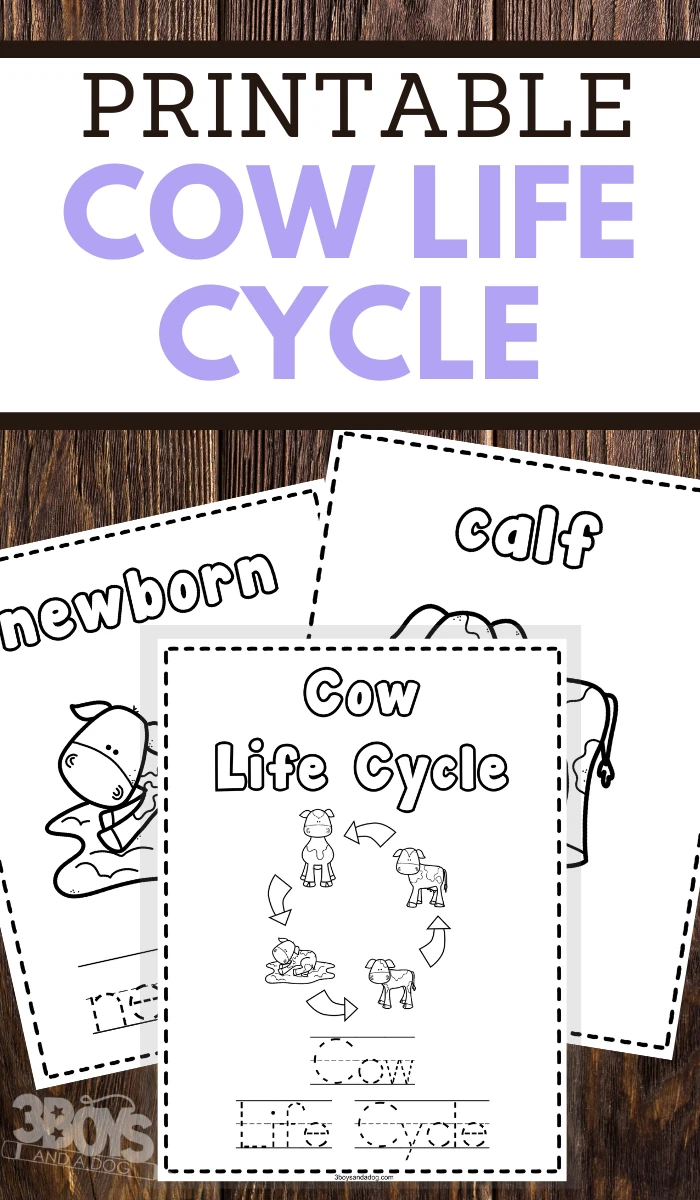 help your young children learn the life cycle of a cowwhile practicing pencil grip handwriting and fine motor