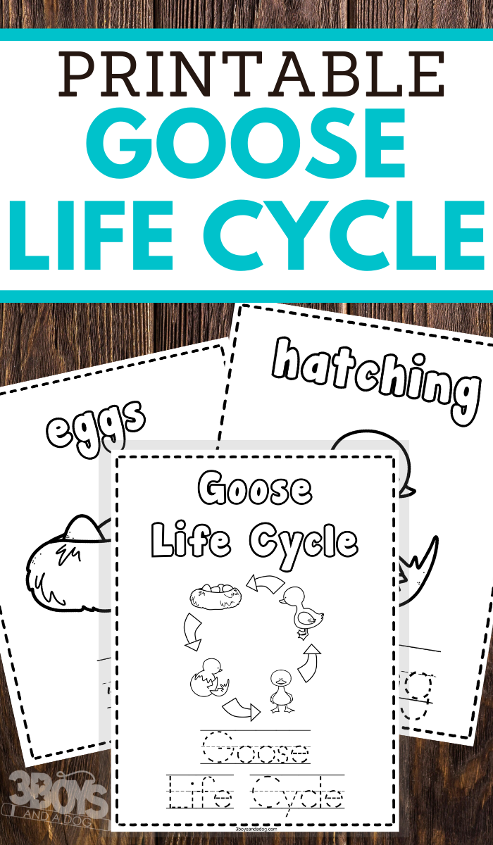 help your young children learn the life cycle of a goose or gander while practicing pencil grip handwriting and fine motor