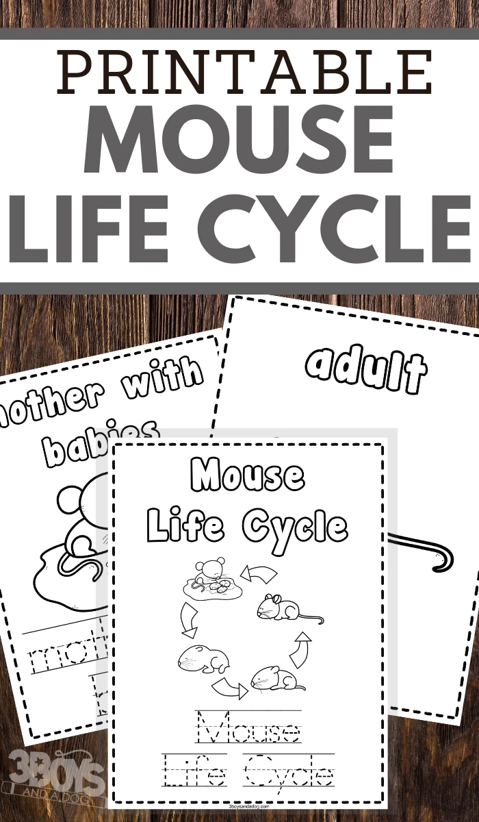 preschoolers mouse and mice life cycle coloring and handwriting worksheets