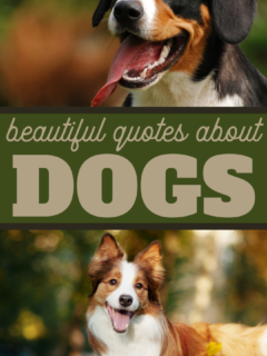 beautiful dog quotes