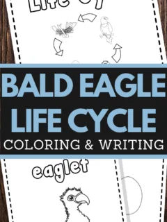 Bald Eagle Life Cycle Printable Worksheets for preschool and lower elementary