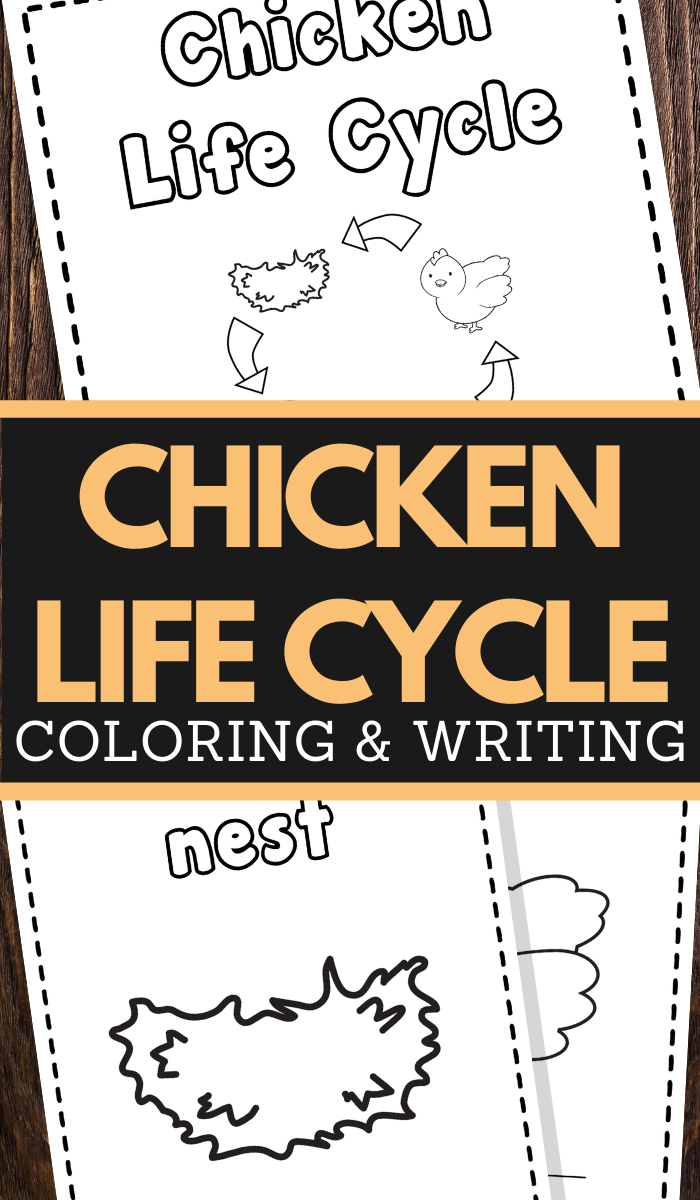 Chicken Life Cycle Printable Worksheets for preschool and lower elementary