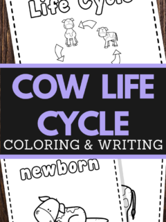 preschoolers cow life cycle coloring and handwriting worksheets