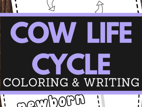 preschoolers cow life cycle coloring and handwriting worksheets