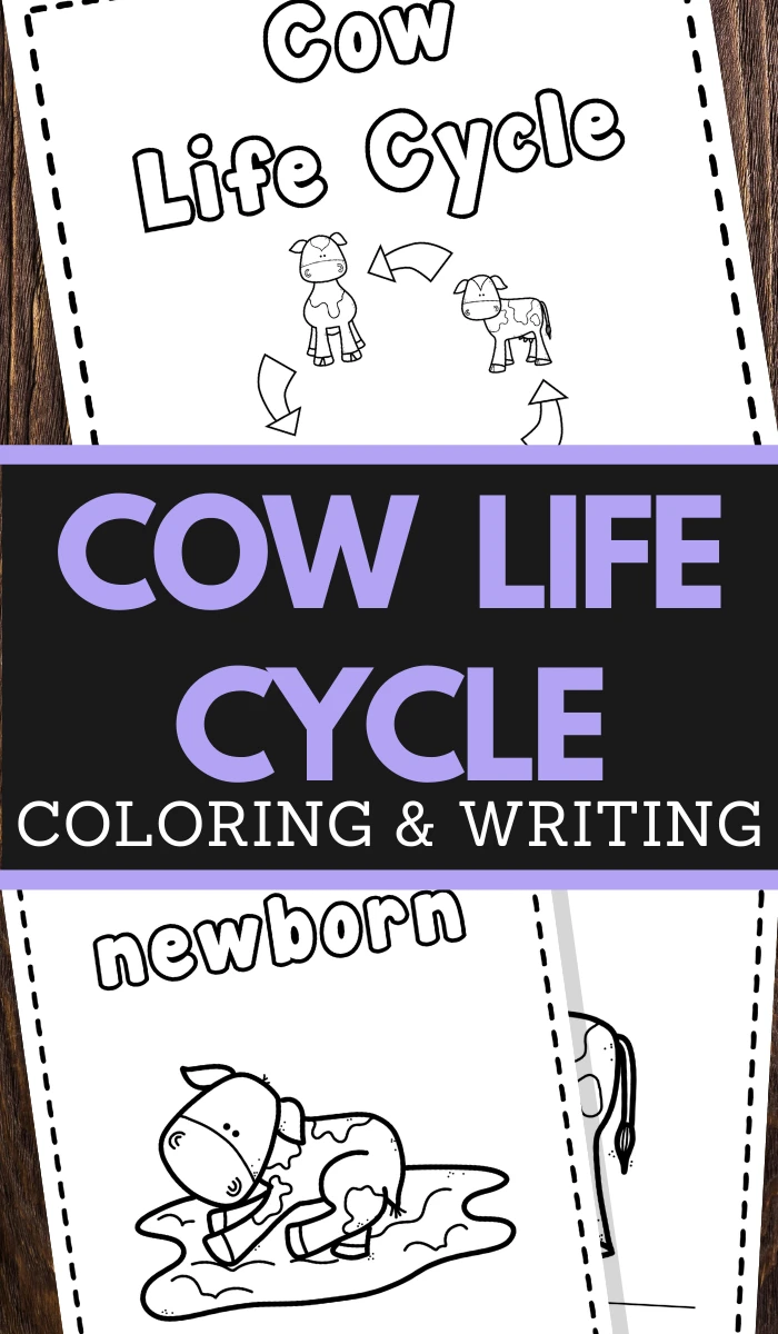 preschoolers cow life cycle coloring and handwriting worksheets