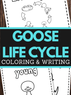 preschoolers goose life cycle coloring and handwriting worksheets