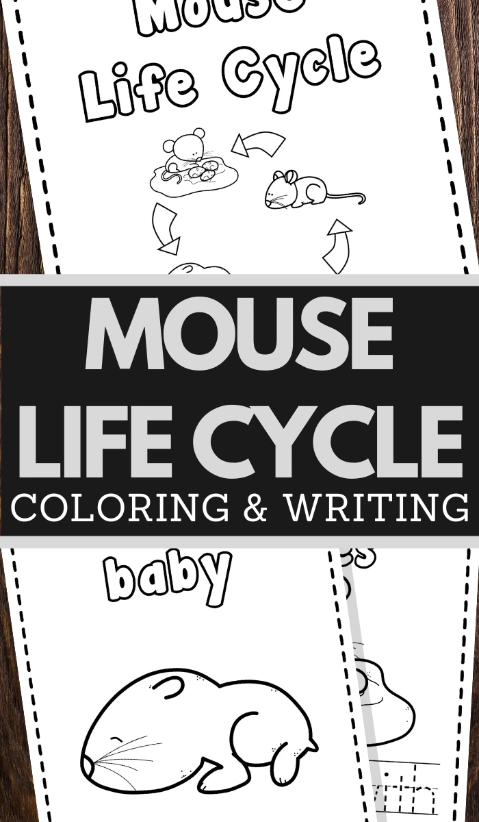 Mice Life Cycle Printable Worksheets for preschool and lower elementary