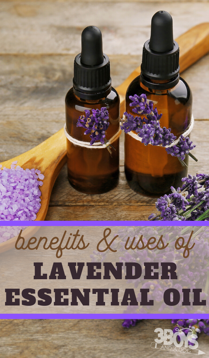 Benefits of Lavender Essential Oil – 3 Boys and a Dog