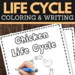 help your young children learn the life cycle of a chicken while practicing pencil grip handwriting and fine motor