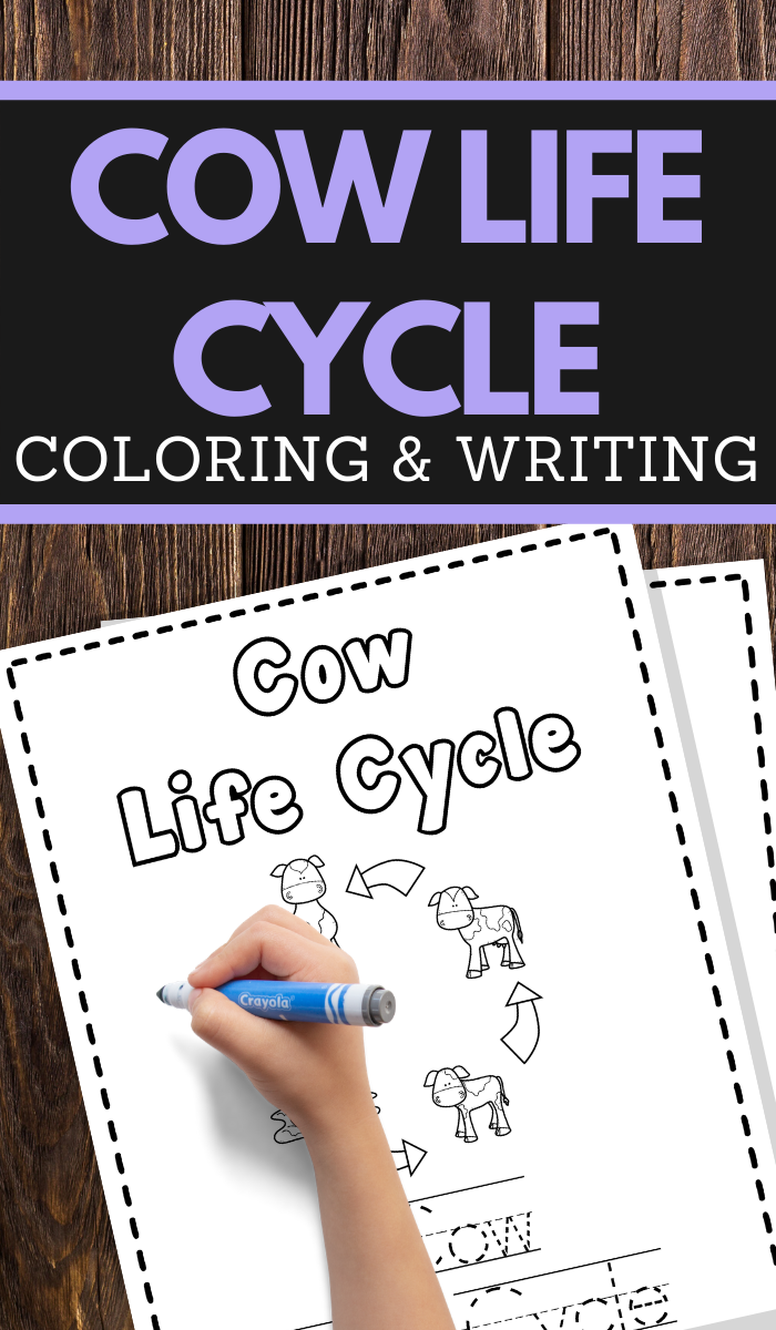 Cow Life Cycle Printable Worksheets for preschool and lower elementary