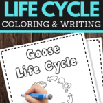 Goose Life Cycle Printable Worksheets for preschool and lower elementary