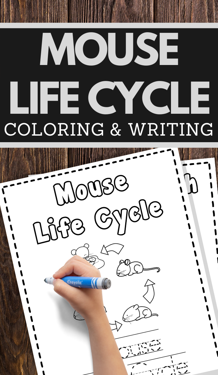 help your young children learn the life cycle of a mouse while practicing pencil grip handwriting and fine motor